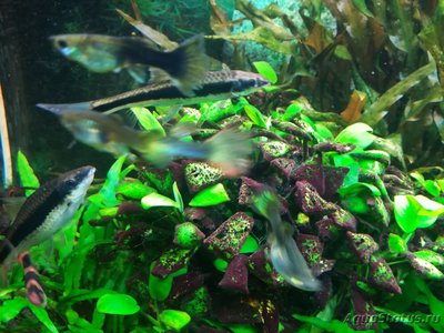 Водоросли в  аквариуме