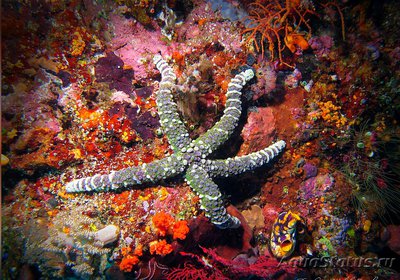 Звезда морская узло­ватая (Echinaster callosus)