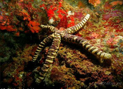 Звезда морская узло­ватая (Echinaster callosus)