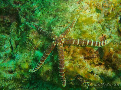 Звезда морская узло­ватая (Echinaster callosus)