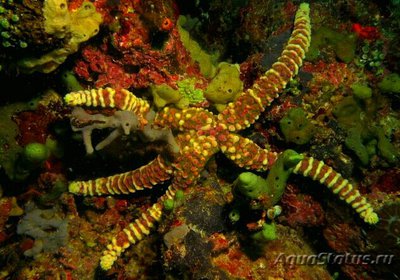 Звезда морская узло­ватая (Echinaster callosus)