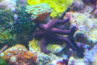 Звезда морская Лусо­нская ( Echinaster luzonicus )