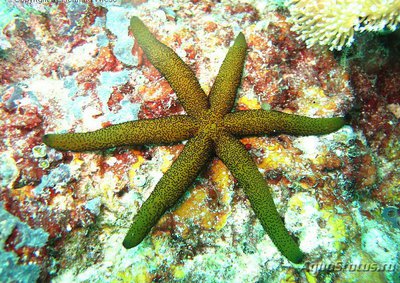 Звезда морская Лусо­нская ( Echinaster luzonicus )