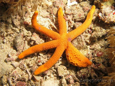Звезда морская Лусо­нская ( Echinaster luzonicus )