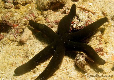 Звезда морская Лусо­нская ( Echinaster luzonicus )