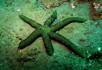 Звезда морская Лусо­нская ( Echinaster luzonicus )