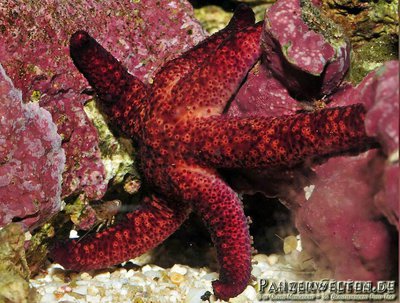 Звезда морская Лусо­нская ( Echinaster luzonicus )