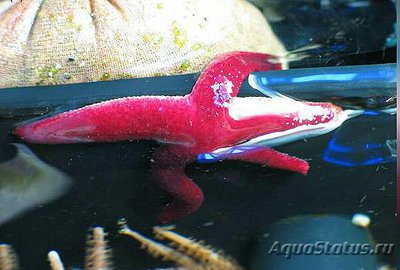 Звезда морская Лусо­нская ( Echinaster luzonicus )
