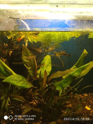 Криптокорина понтедериеволистная (Cryptocoryne pontederiifolia)