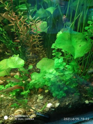 Микрантемум тенистый (Micranthemum unbrosum)