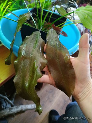Опознание аквариумных растений