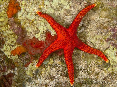 Звезда морская Тихо­­океанская ( Fromia pacifica )