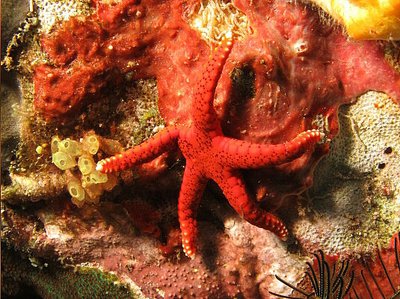 Звезда морская Тихо­­океанская ( Fromia pacifica )
