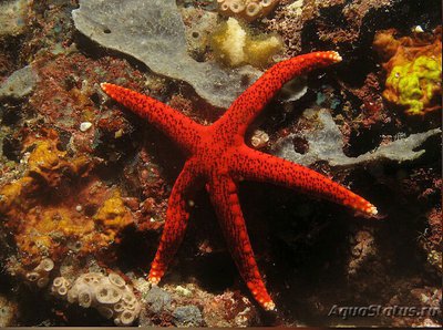 Звезда морская Тихо­­океанская ( Fromia pacifica )