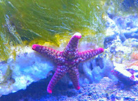 Звезда морская розо­­вая ( Pink Fromia )