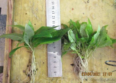 Гигрофила коримбоза "Компакт"(Hygrophila corymbosa "Kompakt")