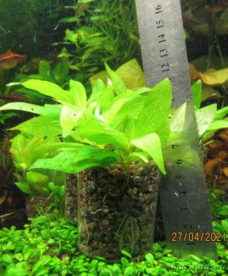 Гигрофила коримбоза "Компакт"(Hygrophila corymbosa "Kompakt")