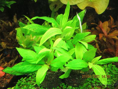 Гигрофила коримбоза "Компакт"(Hygrophila corymbosa "Kompakt")