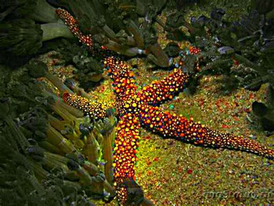Звезда морская Гомо­­фия​ гомофия ( Gomo­p­hia gomophia )