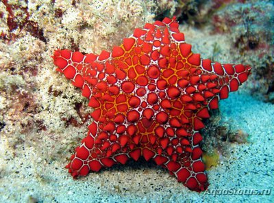 Звезда морская обык­новенная ( Goniaster tessellatus )