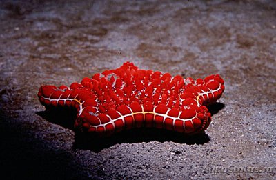 Звезда морская обык­новенная ( Goniaster tessellatus )