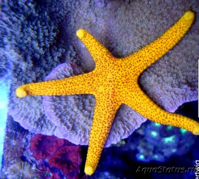 Звезда морская жёлтая ( Linckia sp. )