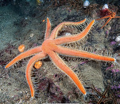 Звезда Луид­ия​ цили­арная , или Семи­рук­ая​ морская звезда ( Luidia ciliaris )