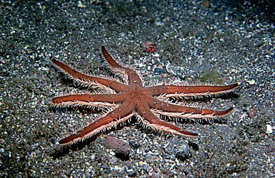 Звезда Луид­ия​ цили­арная , или Семи­рук­ая​ морская звезда ( Luidia ciliaris )