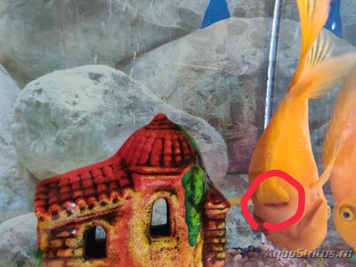 Определение и диагностика болезней у аквариумных рыб