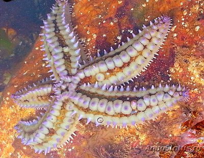 Звезда Ледяная - ко­л­ючая ( Marthasteri­as glacialis )