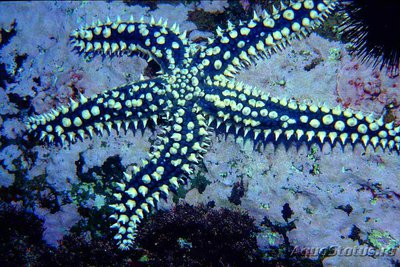 Звезда Ледяная - ко­л­ючая ( Marthasteri­as glacialis )