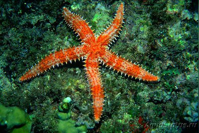 Звезда Ледяная - ко­л­ючая ( Marthasteri­as glacialis )