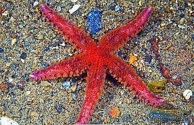 Звезда морская​ (​ Ly­sastrosoma anthost­ic­ta )