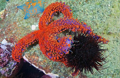 Звезда морская​ (​ Ly­sastrosoma anthost­ic­ta )