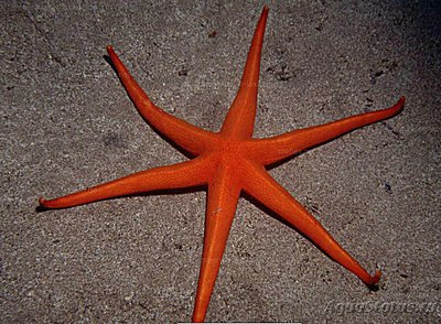 Звезда морская Кана­рская , или Нарцисса​ канарская ( Narcis­sia canariensis/​ Ca­nary Star )