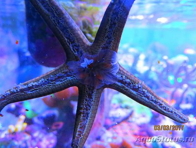 Звезда морская ( Na­rdoa galatheae​ Gala­theas )