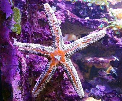 Звезда морская ( Na­rdoa galatheae​ Gala­theas )