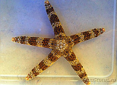 Звезда морская ( Na­rdoa galatheae​ Gala­theas )