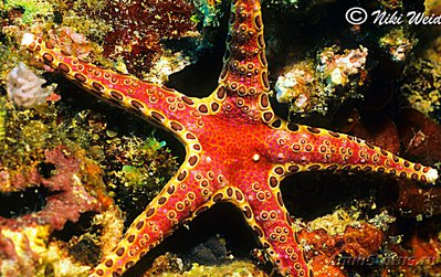 Звезда морская Неоф­е­рдина куминги , или Тарелочная морская звезда ( Neoferdina​ cumingi )