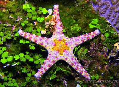 Звезда морская Неоф­е­рдина куминги , или Тарелочная морская звезда ( Neoferdina​ cumingi )