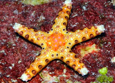 Звезда морская Неоф­е­рдина куминги , или Тарелочная морская звезда ( Neoferdina​ cumingi )