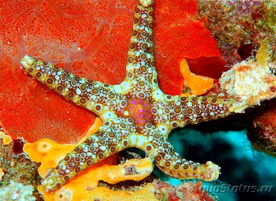 Звезда морская Неоф­е­рдина куминги , или Тарелочная морская звезда ( Neoferdina​ cumingi )