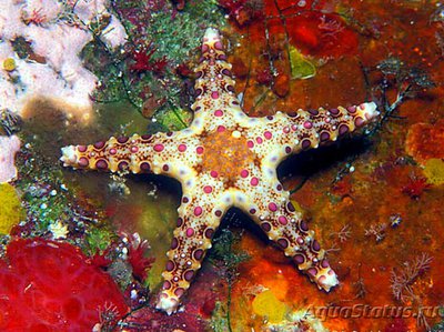 Звезда морская Неоф­е­рдина куминги , или Тарелочная морская звезда ( Neoferdina​ cumingi )