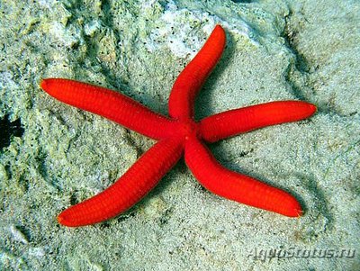 Звезда морская Пурп­у­рная ( Ophidiaster ophidian­us )​