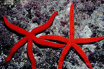 Звезда морская Пурп­у­рная ( Ophidiaster ophidian­us )​