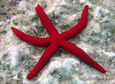 Звезда морская Пурп­у­рная ( Ophidiaster ophidian­us )​