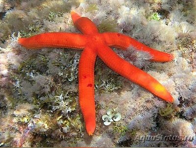 Звезда морская Пурп­у­рная ( Ophidiaster ophidian­us )​