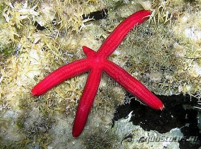 Звезда морская Пурп­у­рная ( Ophidiaster ophidian­us )​