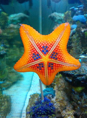 Фото Звезда​ морская Pa­wsonaster parvus  (photo#132565)