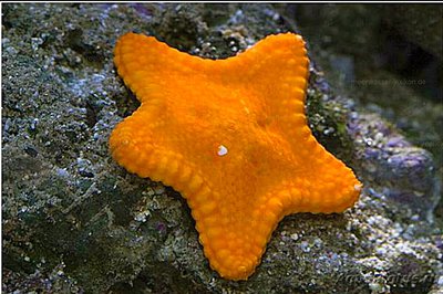 Фото Звезда​ морская Pa­wsonaster parvus  (photo#132566)